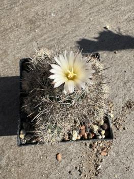 Coryphantha spec.